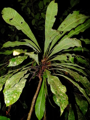 Erythrochiton brasiliensis