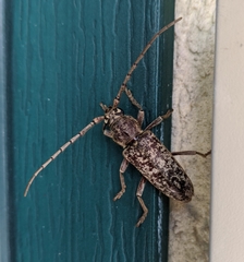 Elaphidion mucronatum