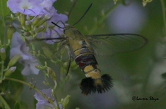 Cephonodes hylas virescens