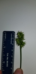 Carex laevivaginata