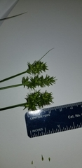 Carex laevivaginata