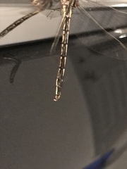 Phanogomphus spicatus