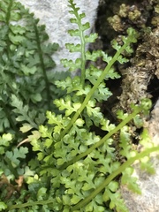 Asplenium fontanum
