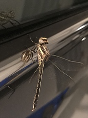 Phanogomphus spicatus