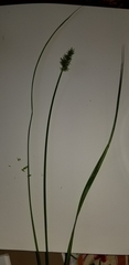 Carex laevivaginata