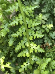 Asplenium fontanum