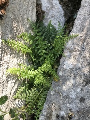 Asplenium fontanum