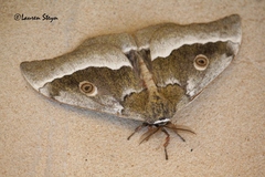 Gonimbrasia zambesina