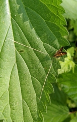 Nemophora degeerella