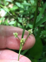Luzula bulbosa