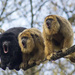 Black-and-gold Howler Monkey - Photo (c) Ouwesok, some rights reserved (CC BY-NC)