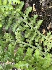 Asplenium fontanum