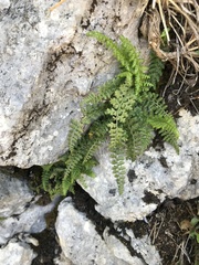 Asplenium fontanum