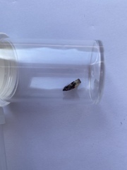 Apotomis betuletana