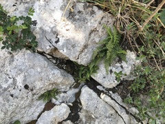 Asplenium fontanum
