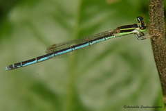 Agriocnemis lacteola