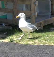 Larus argentatus