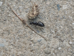Camponotus atrox