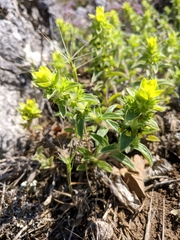 Sideritis montana montana