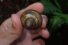 Monadenia infumata callidina