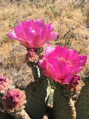 Opuntia basilaris brachyclada