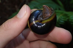 Monadenia infumata callidina
