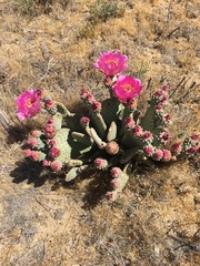 Opuntia basilaris brachyclada
