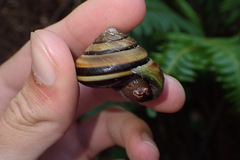 Monadenia infumata callidina