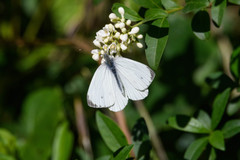 Pieris napi