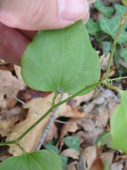 Smilax excelsa