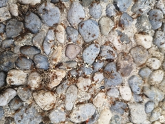 Tetramorium meridionale