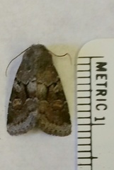 Oligia minuscula
