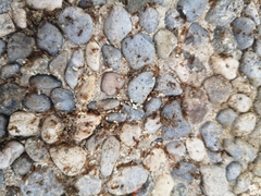 Tetramorium meridionale