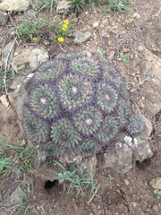 Mammillaria melanocentra melanocentra