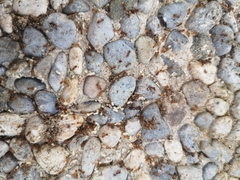 Tetramorium meridionale