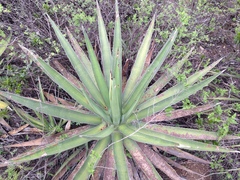 Agave albomarginata