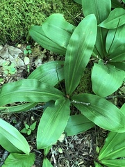 Clintonia