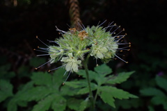 Hydrophyllum tenuipes