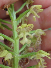 Orchis punctulata