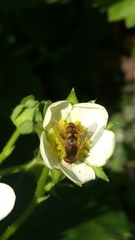 Parhelophilus obsoletus