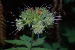 Hydrophyllum tenuipes