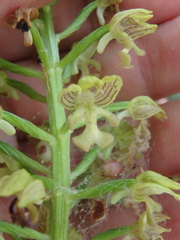 Orchis punctulata