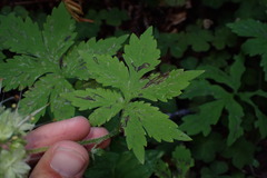 Hydrophyllum tenuipes