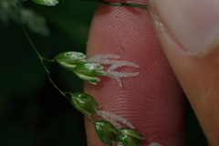 Anthoxanthum occidentale