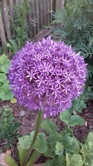 Allium giganteum