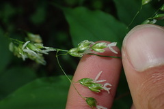 Anthoxanthum occidentale