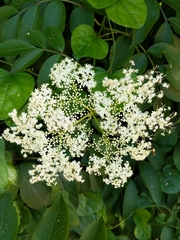 Sambucus canadensis