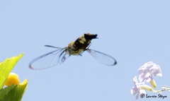 Cephonodes hylas virescens