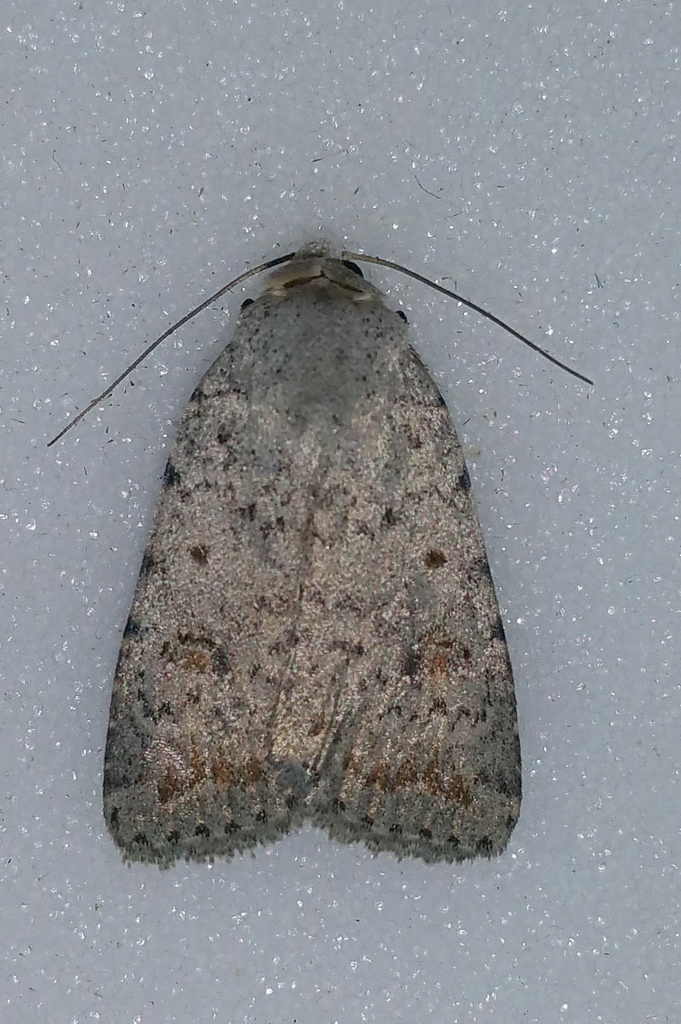 Speckled Rustic