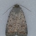 Speckled Rustic - Photo (c) J Mihuc, some rights reserved (CC BY-NC), uploaded by J Mihuc